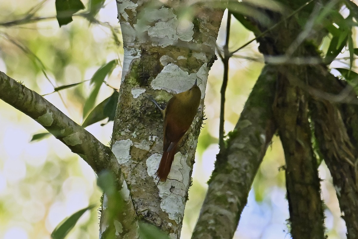 Olivaceous Woodcreeper - ML647522645