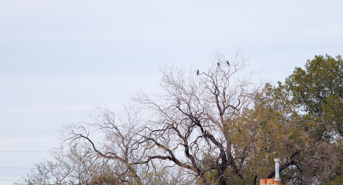 Northern Flicker (Red-shafted) - ML647522647