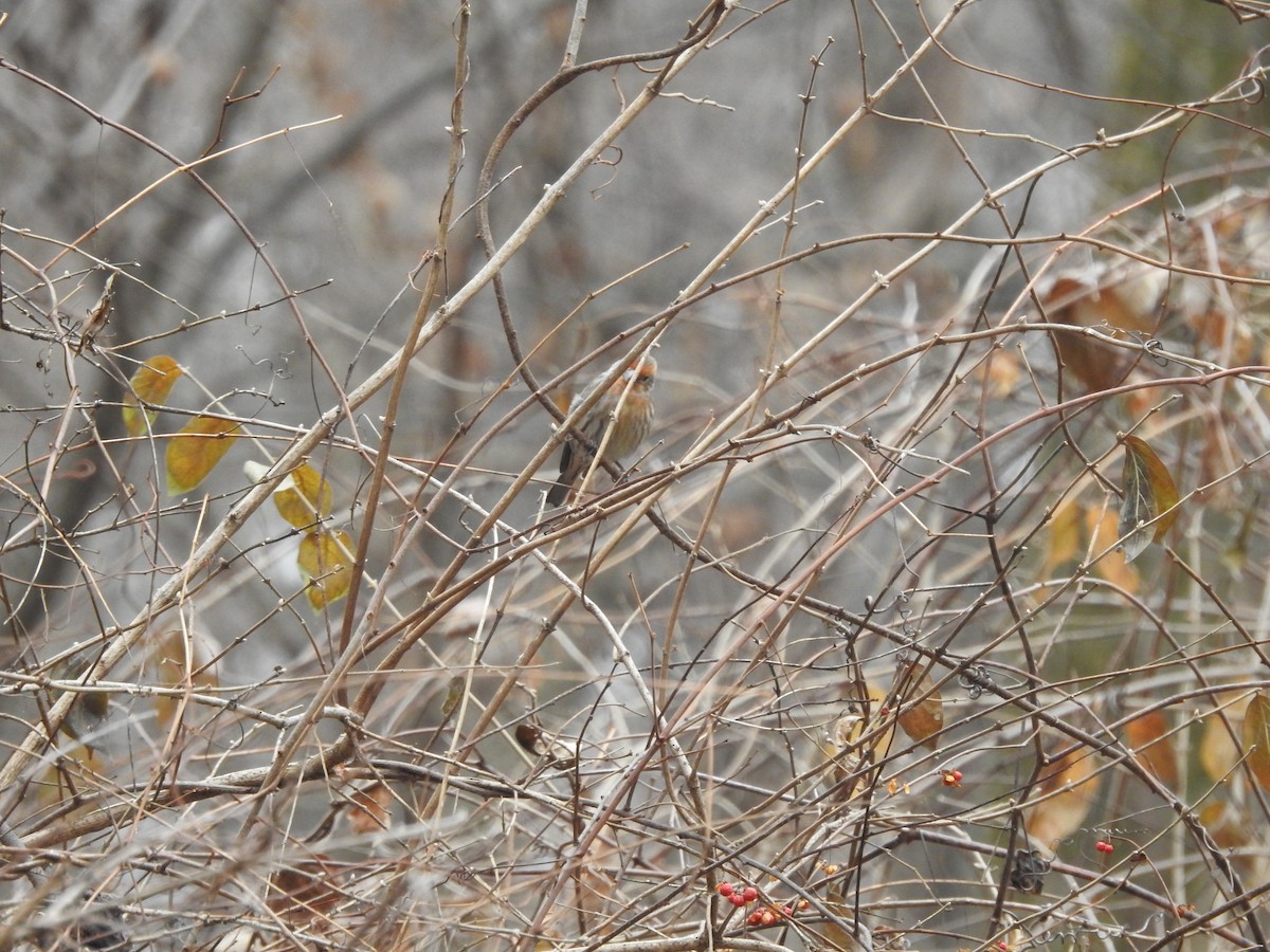 House Finch - ML647522649
