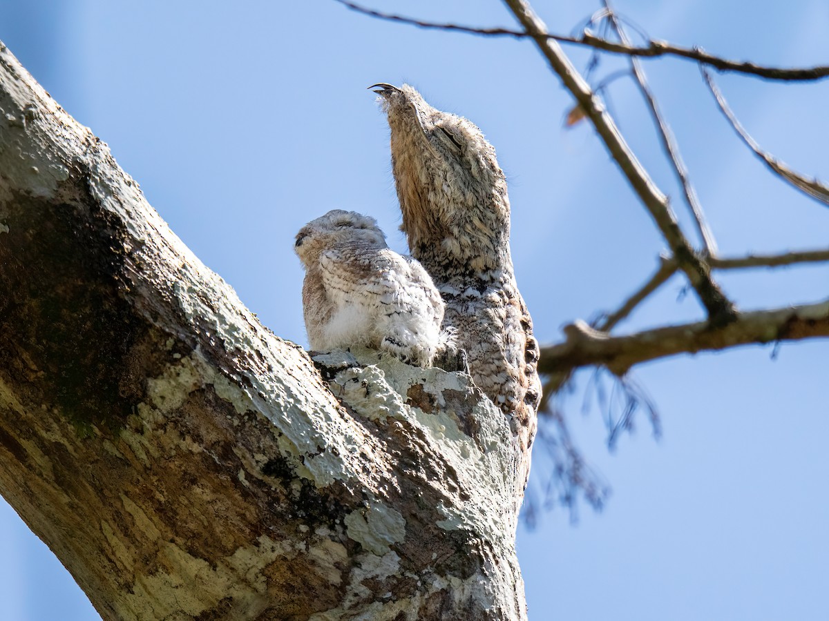 Great Potoo - ML647522650