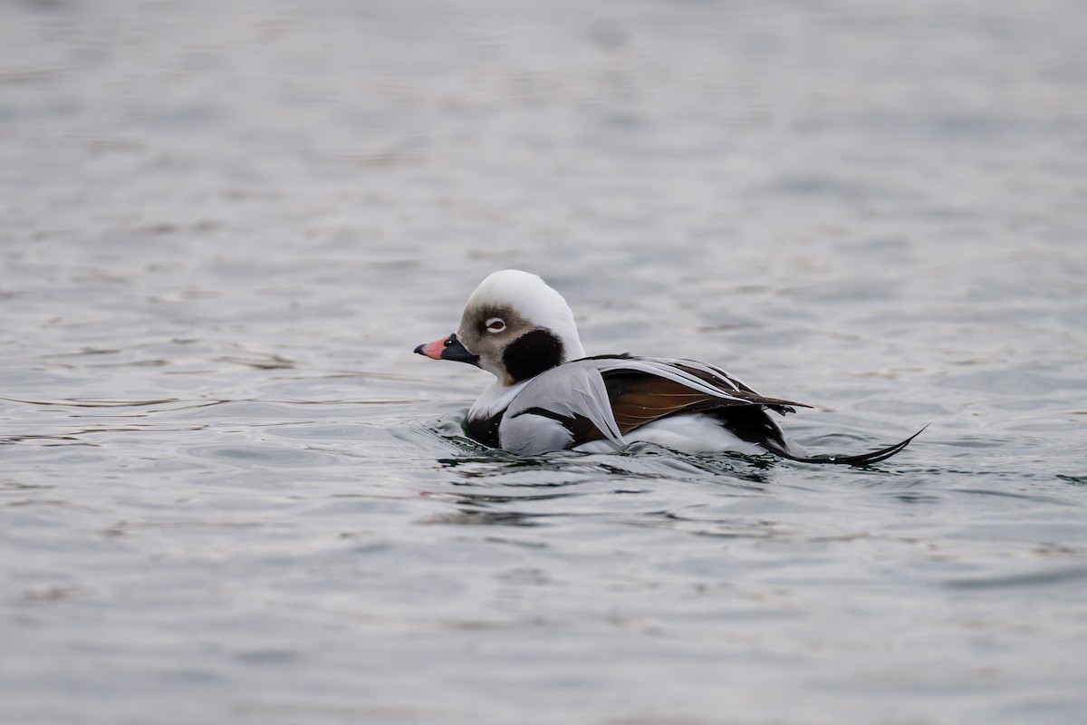 Long-tailed Duck - ML647522651