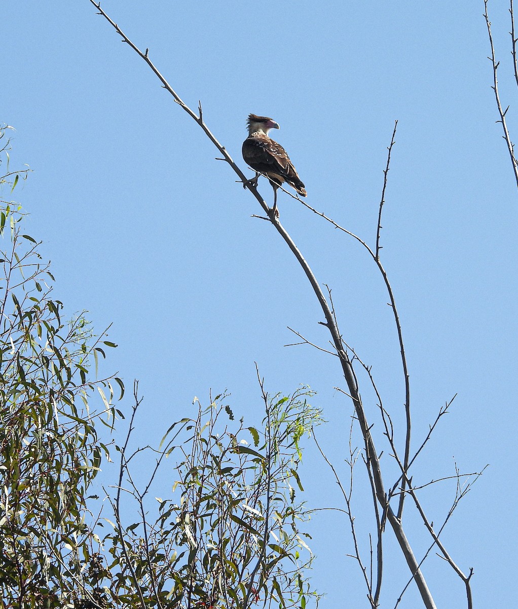 Crested Caracara - ML647522654