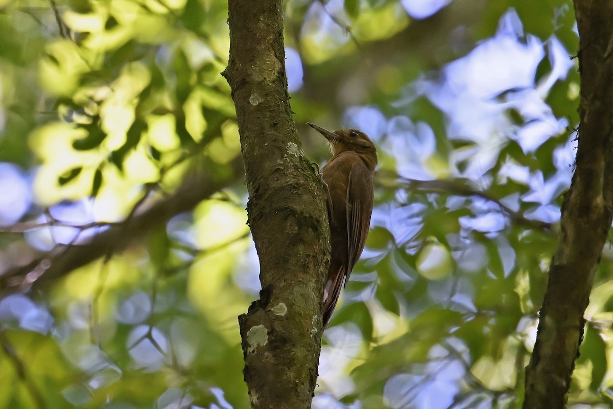 Plain-winged Woodcreeper - ML647522655