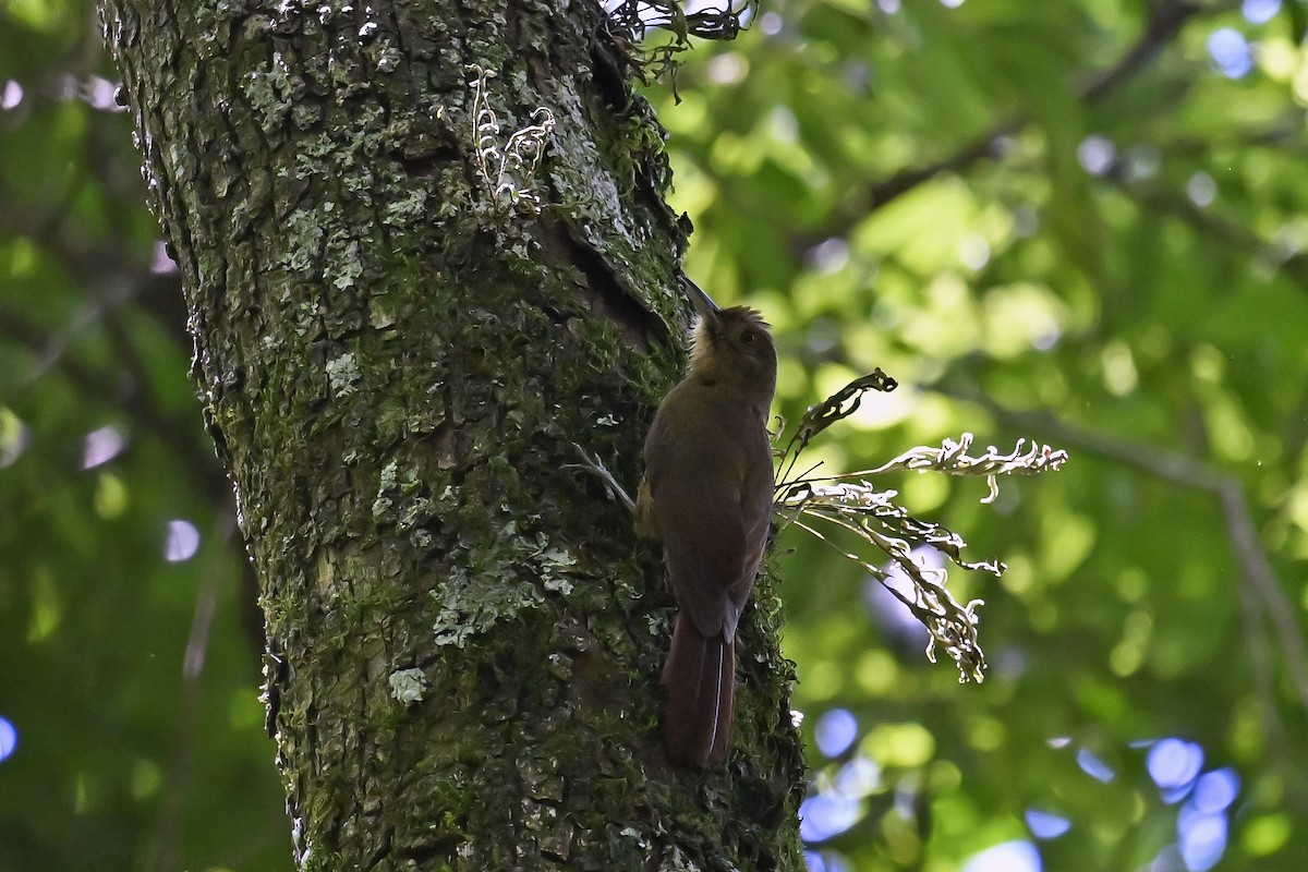 Plain-winged Woodcreeper - ML647522656