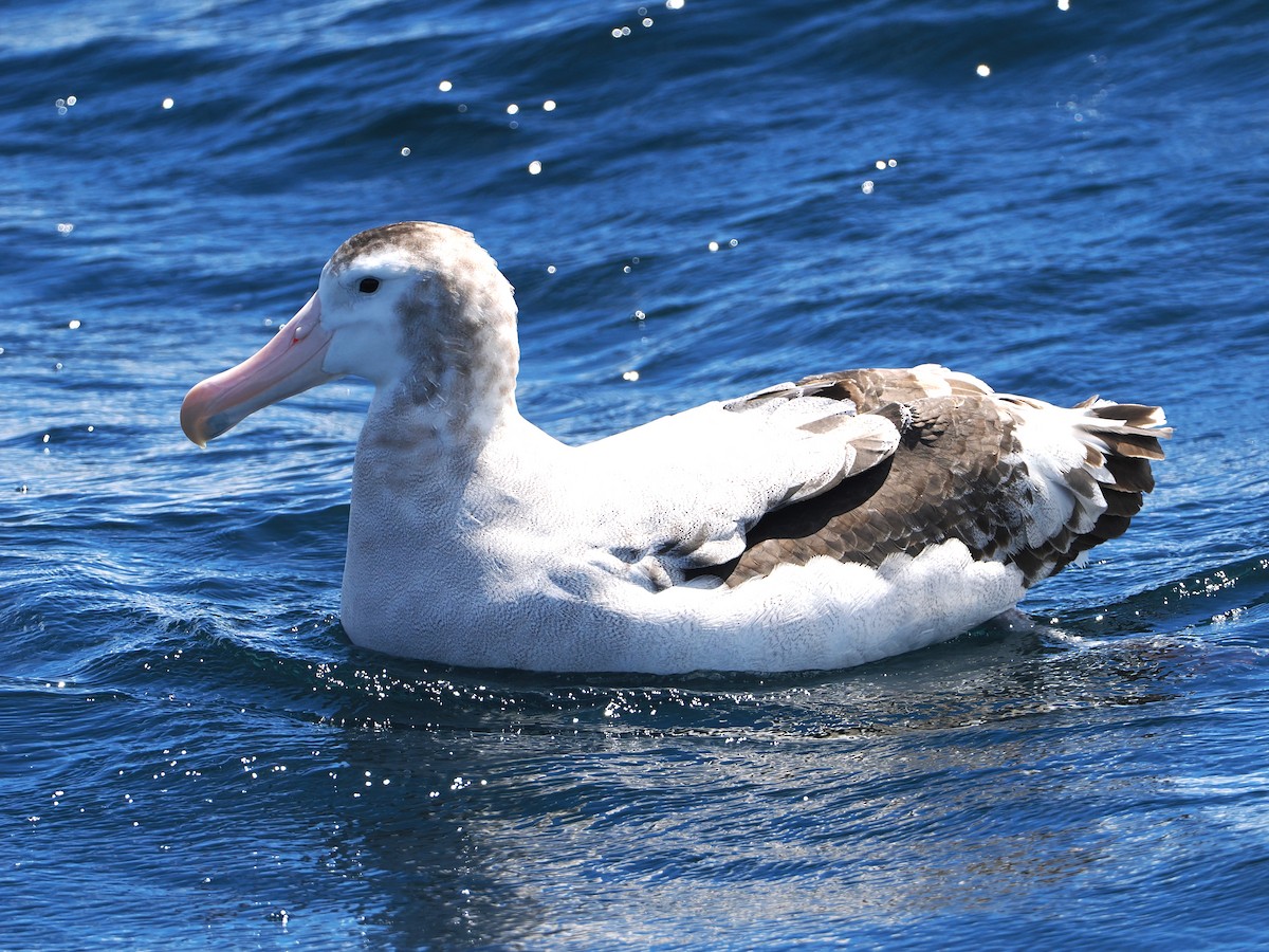Antipodean Albatross - ML647522657