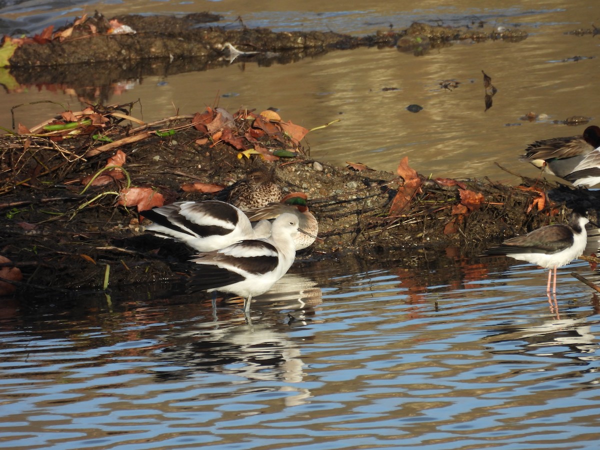 American Avocet - ML647522659