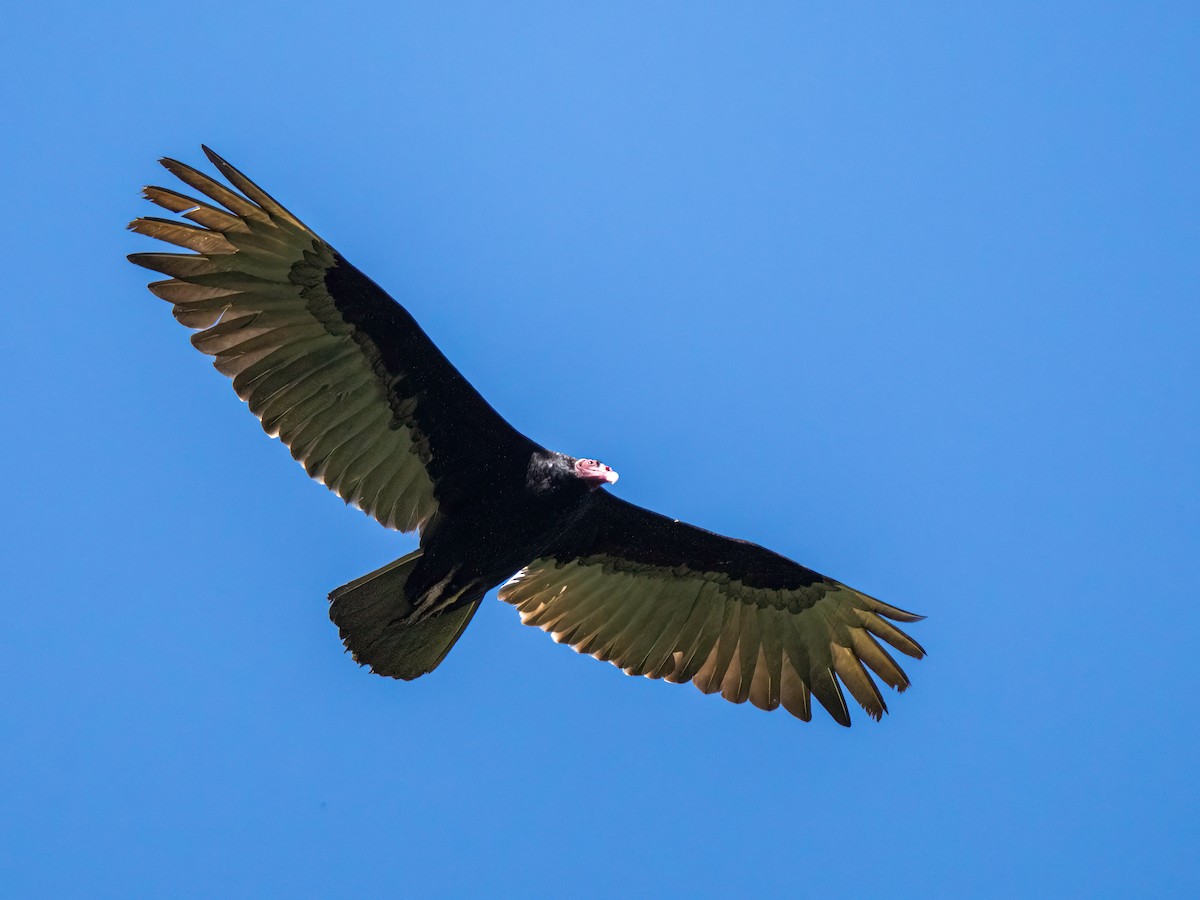 Turkey Vulture - ML647522660