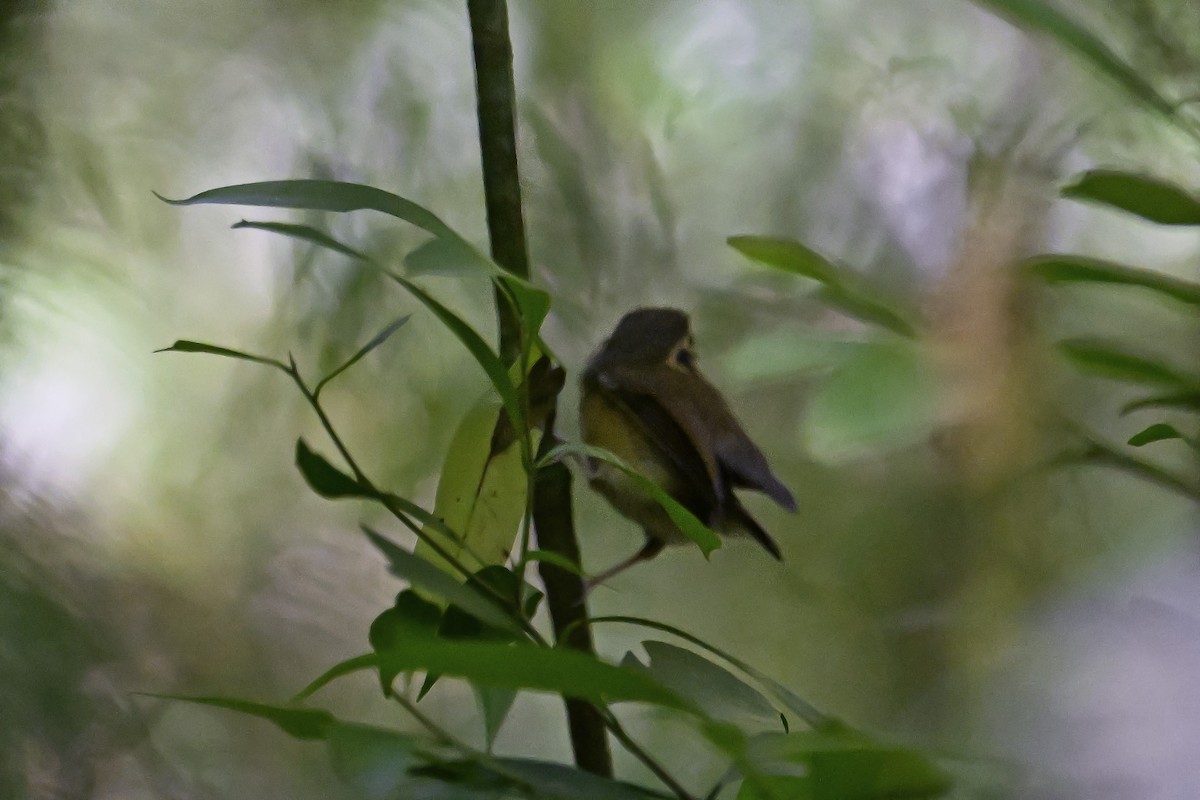 White-throated Spadebill - ML647522664
