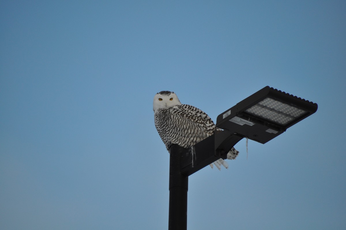 Snowy Owl - ML647522667