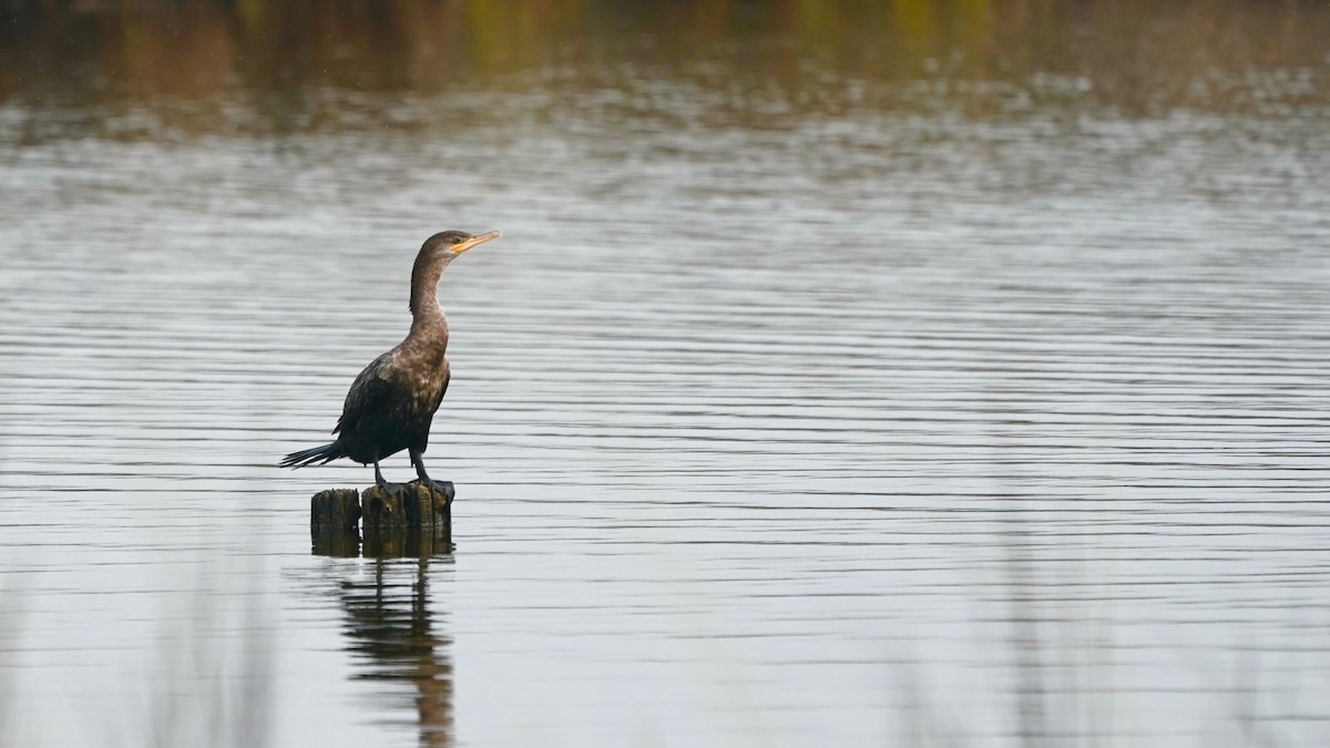 Neotropic Cormorant - ML647522668