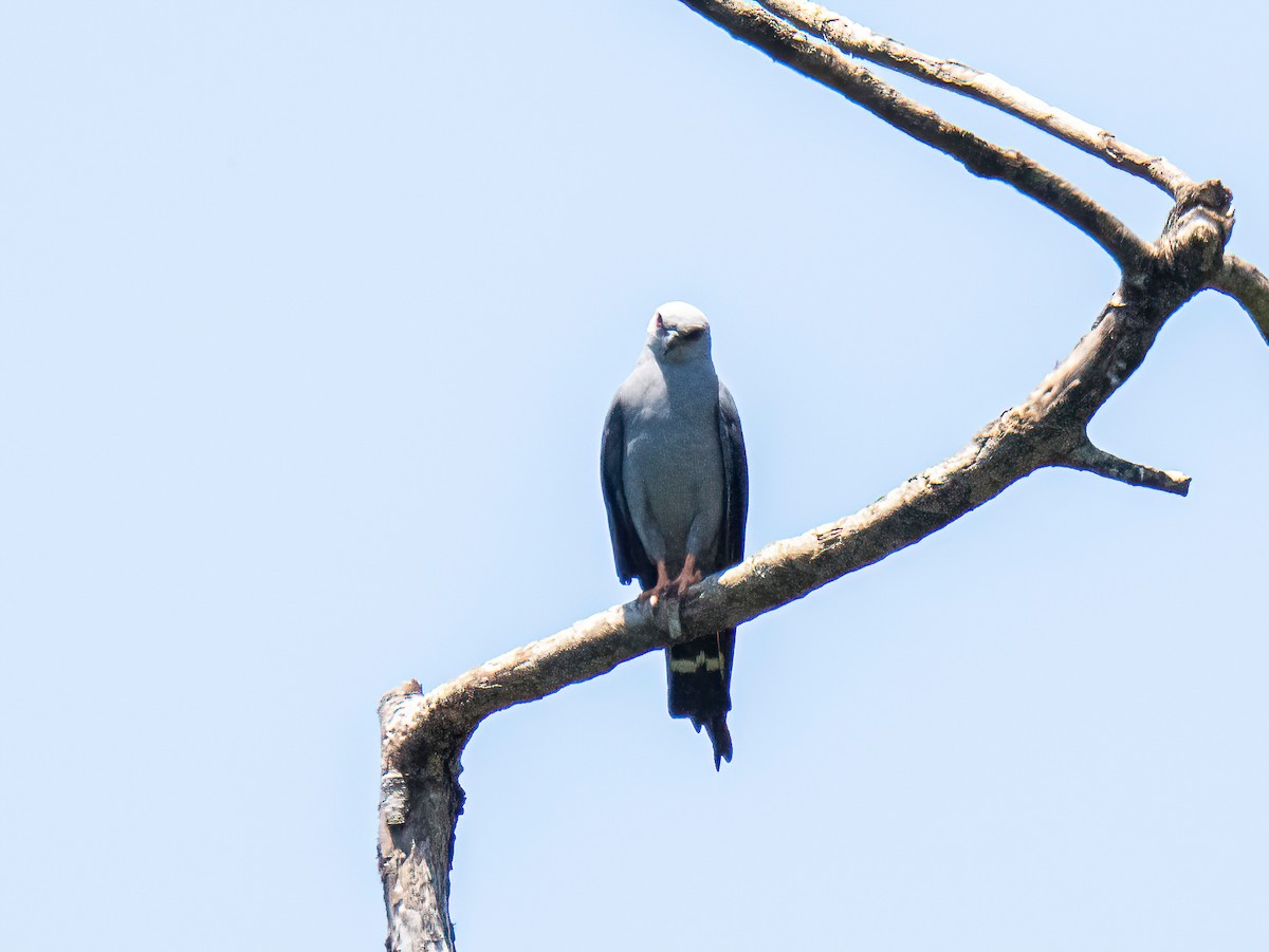 Plumbeous Kite - ML647522670