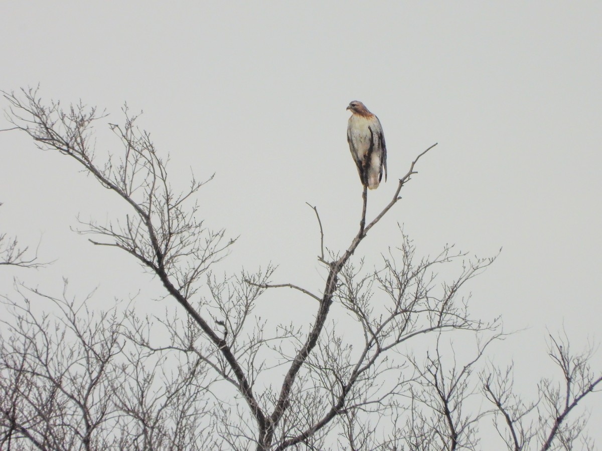 Red-tailed Hawk - ML647522674