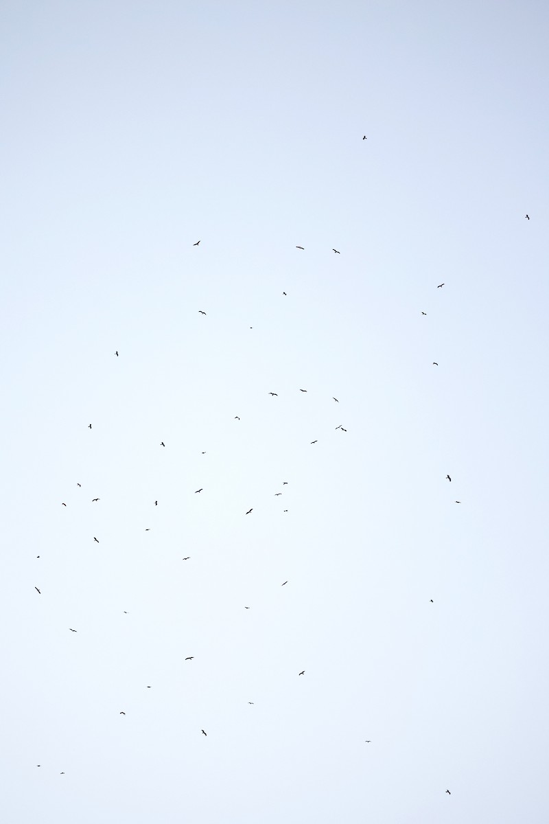 Black Kite (Black) - ML647522675