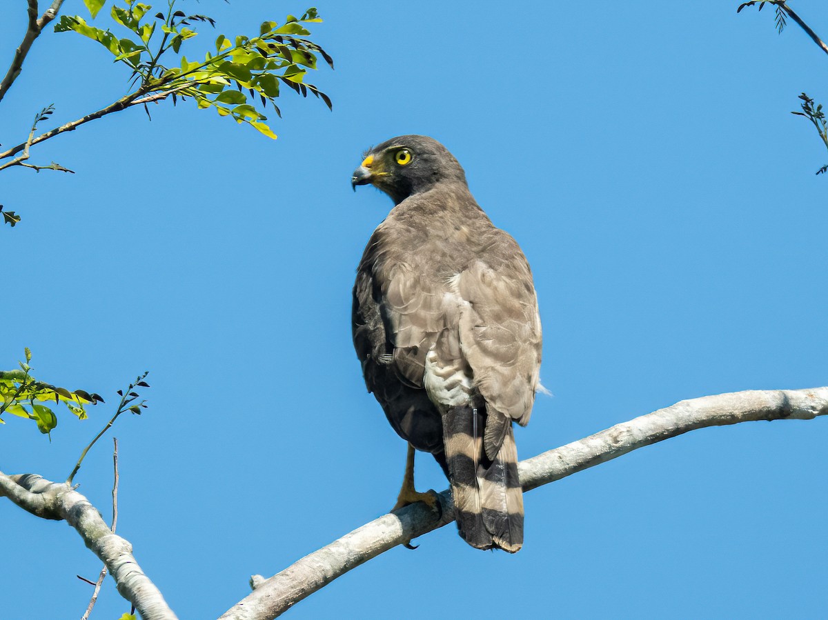 Roadside Hawk - ML647522676