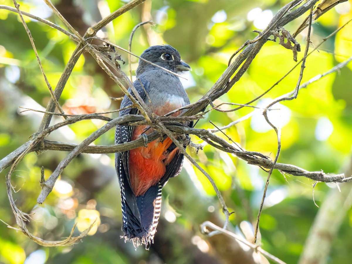 Blue-crowned Trogon - ML647522684