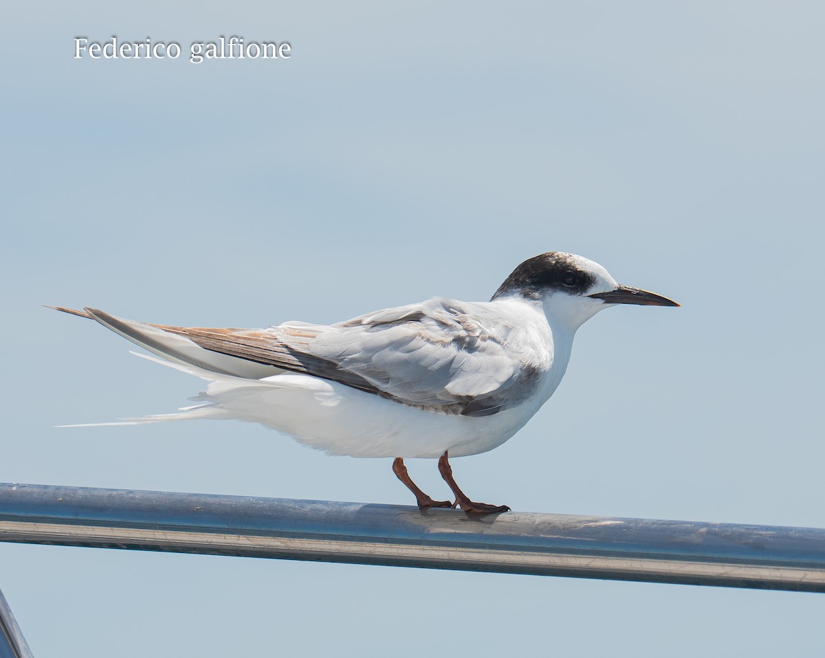 Common Tern - ML647522686