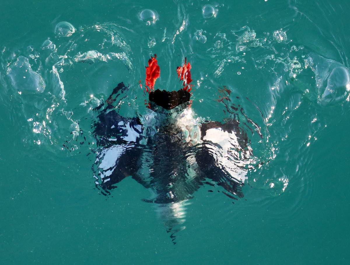 אוריה שחורה - ML647522755