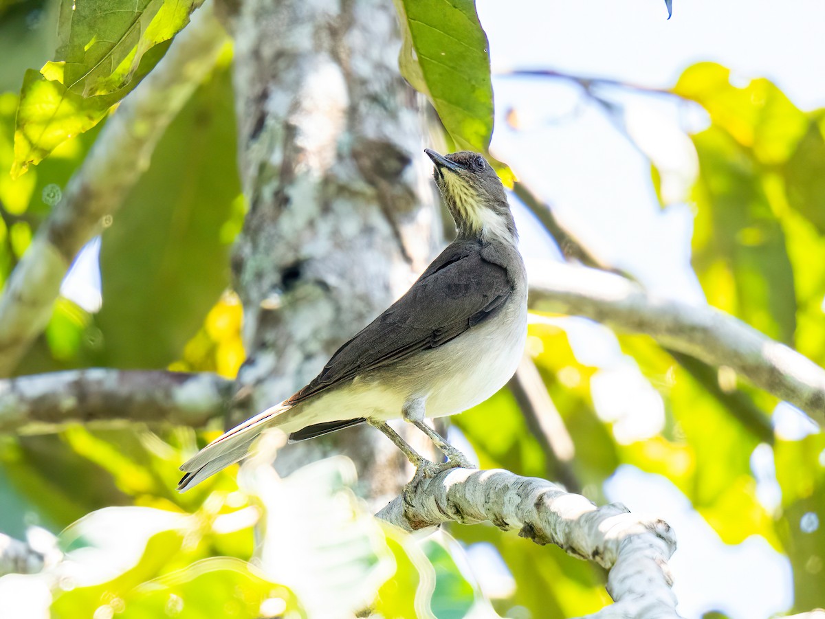 Black-billed Thrush - ML647522762