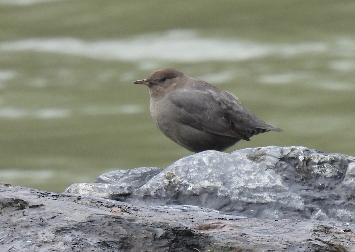 American Dipper - ML647522767