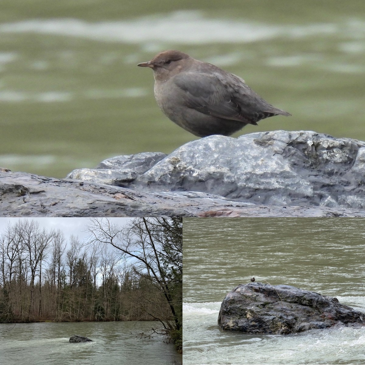 American Dipper - ML647522768