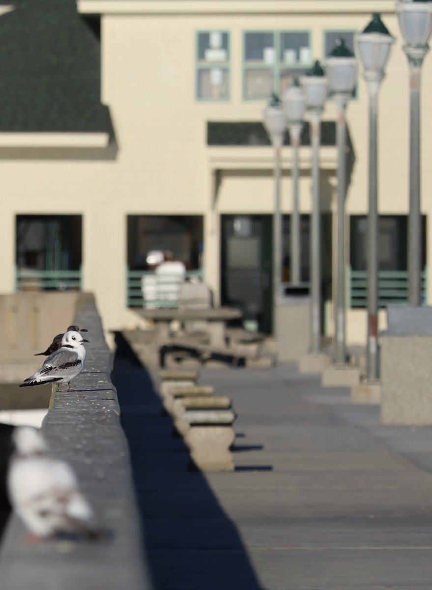 Kara Ayaklı Martı - ML647522769