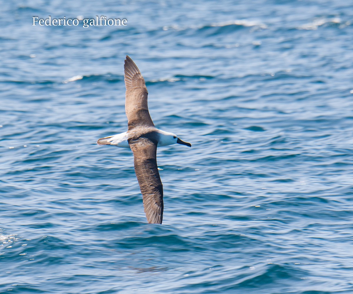 אלבטרוס צהוב-מקור - ML647522780