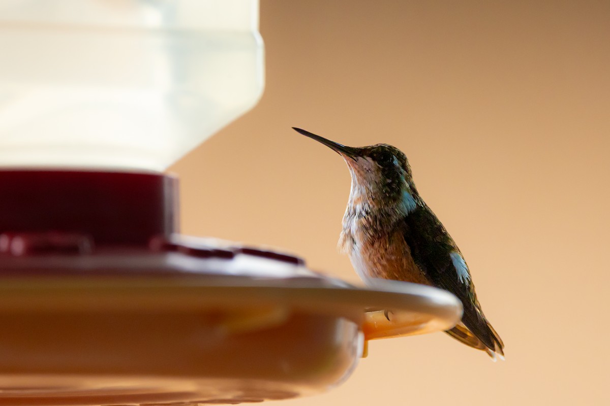 Amethyst Woodstar - ML647522793