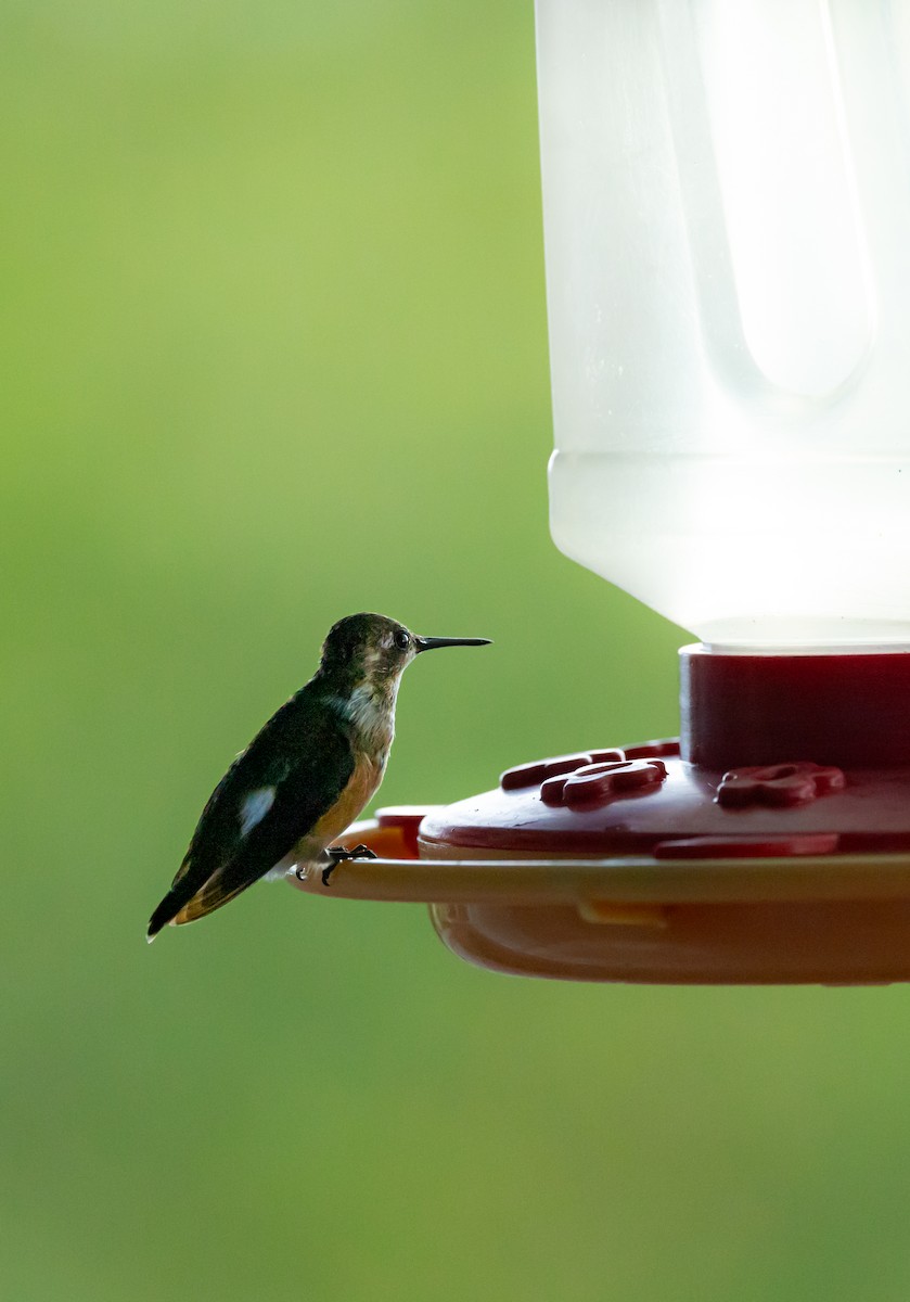 Amethyst Woodstar - ML647522794