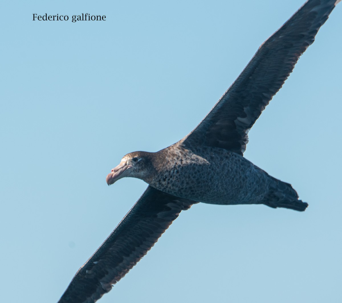 Northern Giant-Petrel - ML647522801