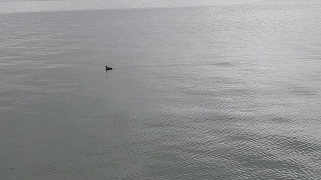 ברווז איסלנדי - ML647522804