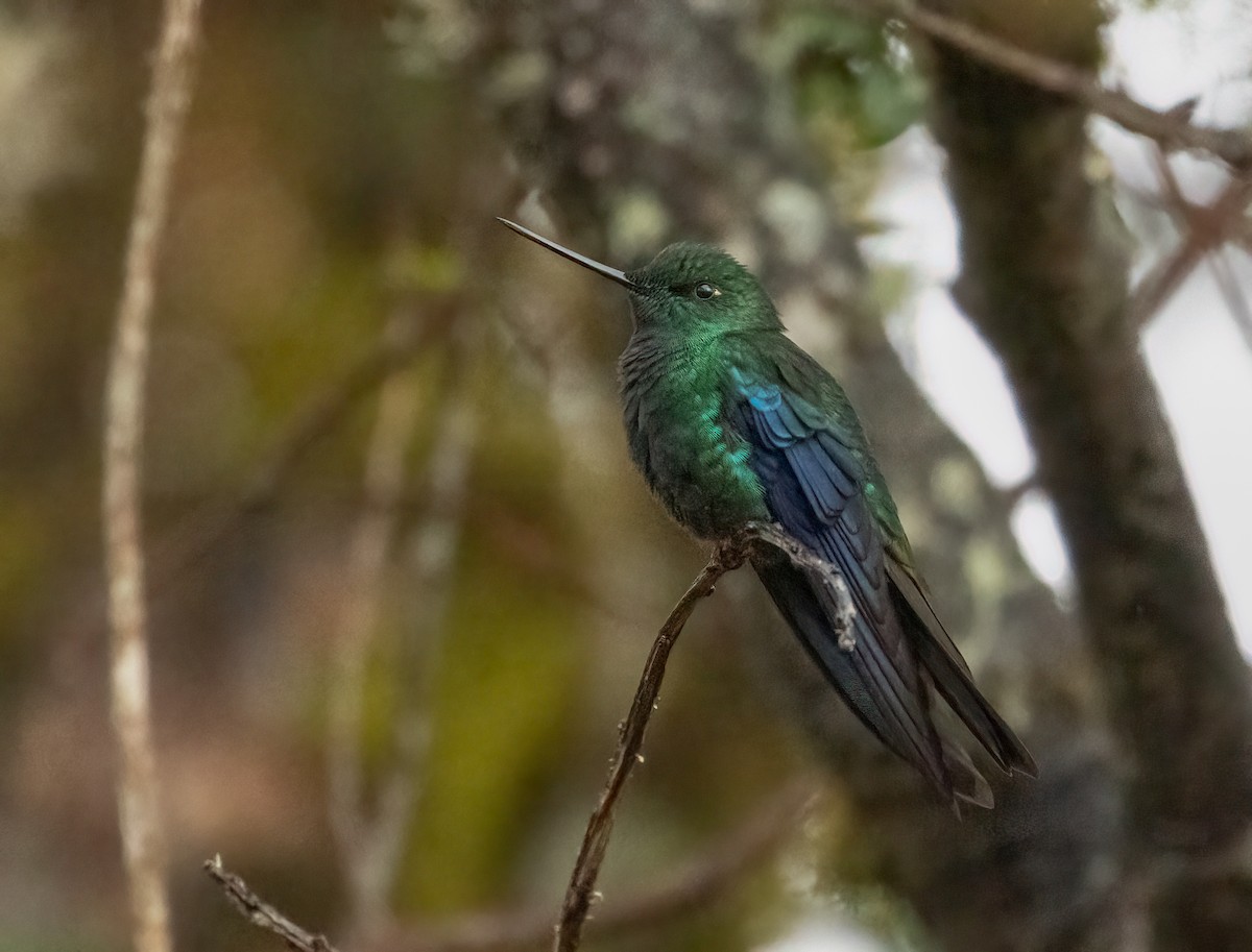 Great Sapphirewing - ML647522817