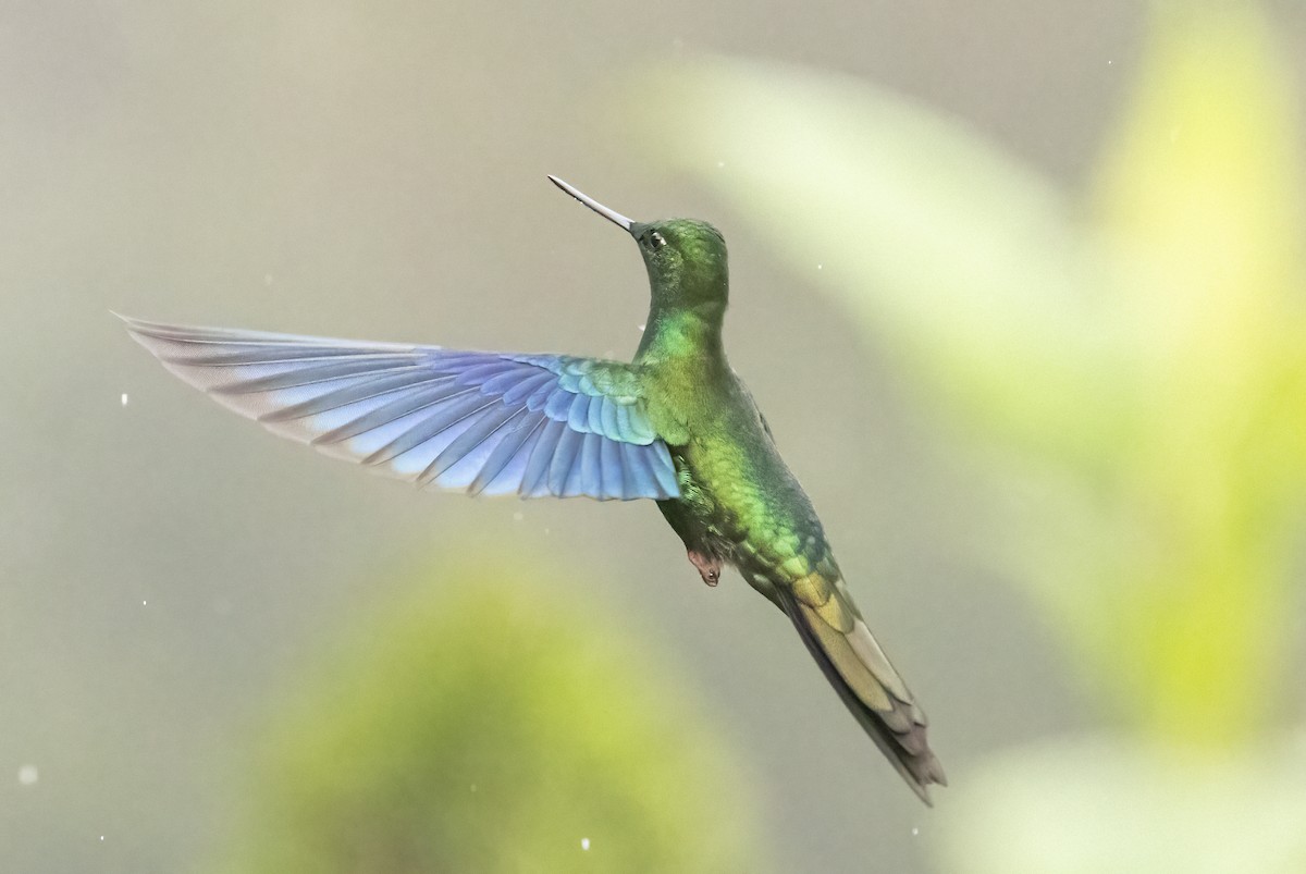 Great Sapphirewing - ML647522818