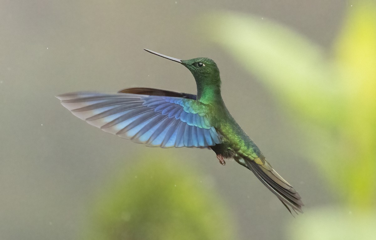 Great Sapphirewing - ML647522819