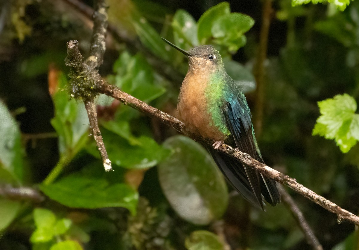 Great Sapphirewing - ML647522820