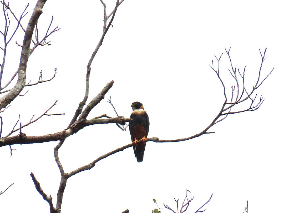 Bat Falcon - ML647522821