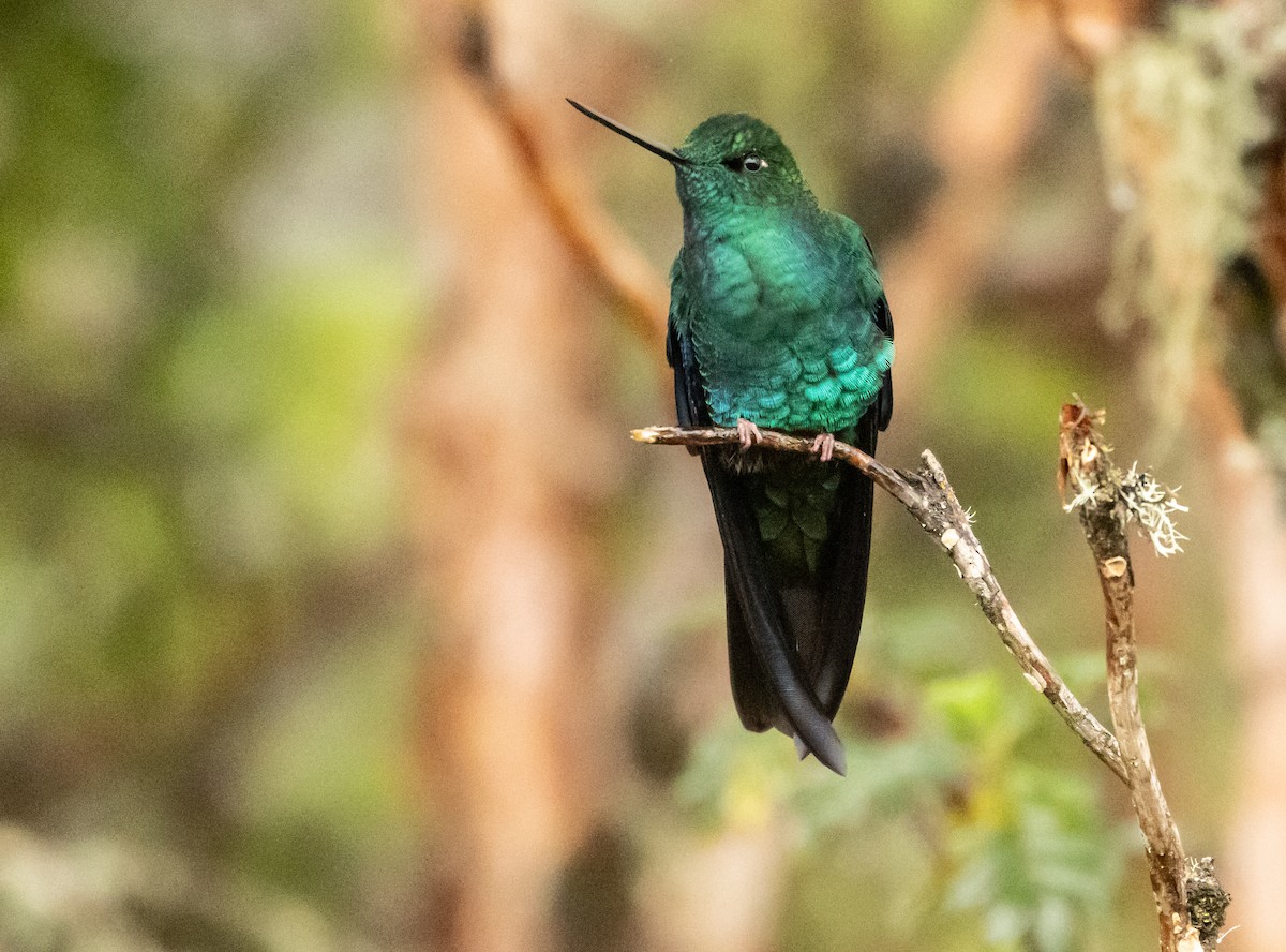 Great Sapphirewing - ML647522822