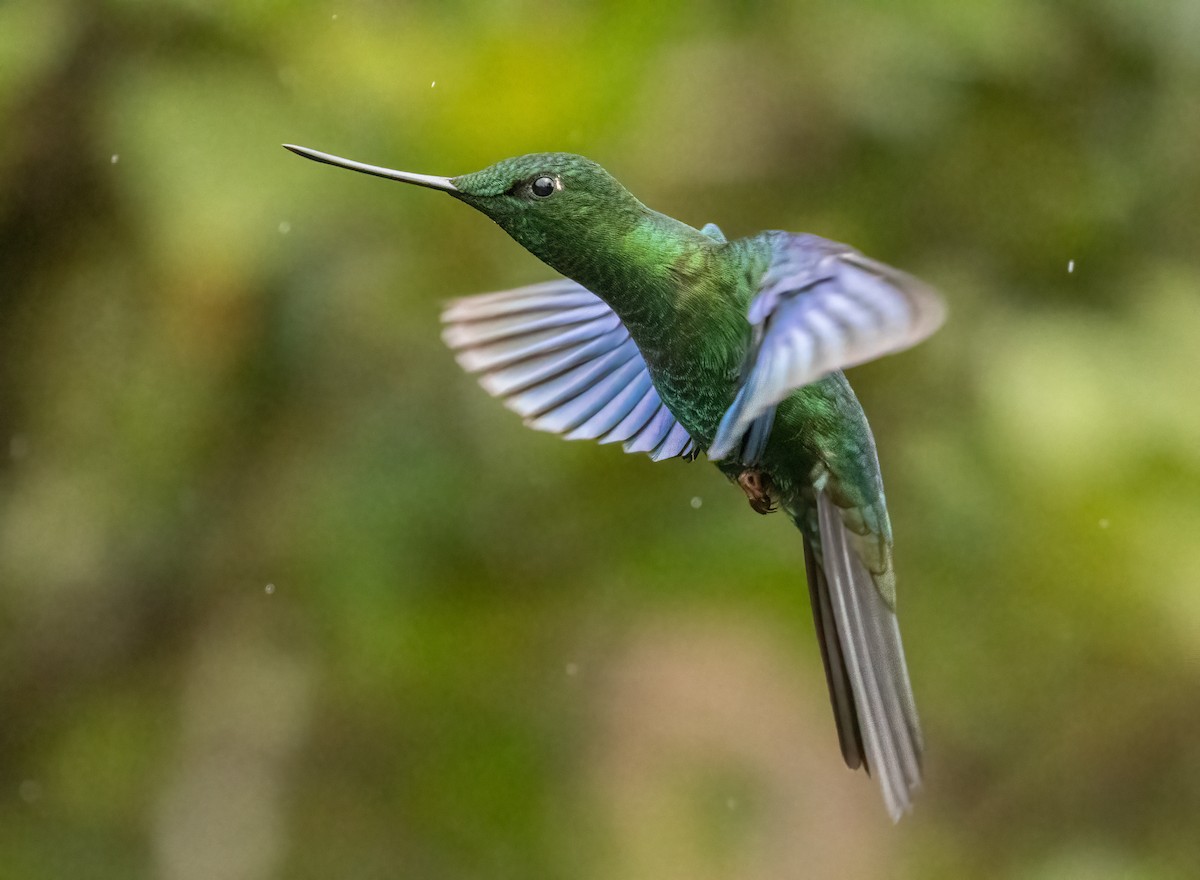 Great Sapphirewing - ML647522824