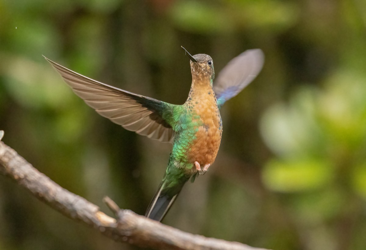 Great Sapphirewing - ML647522825