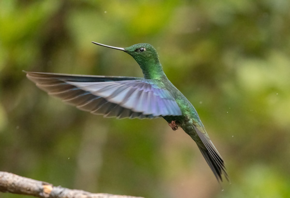 Great Sapphirewing - ML647522826