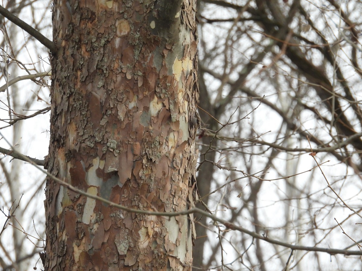 Brown Creeper - ML647522840