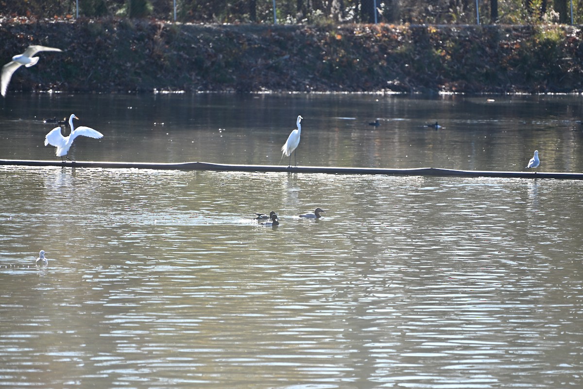 Murgilari bizkarzuria - ML647522849