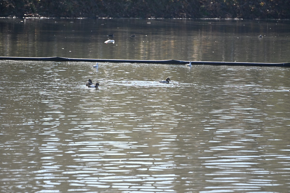 Murgilari bizkarzuria - ML647522851