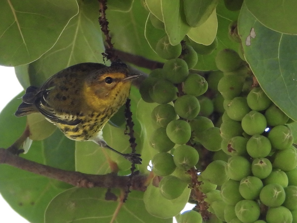 ホオアカアメリカムシクイ - ML647522873