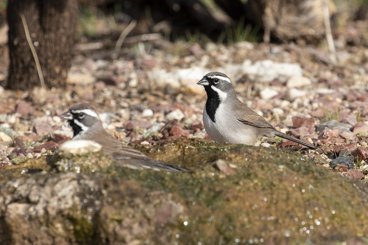 ノドグロヒメドリ - ML647522879