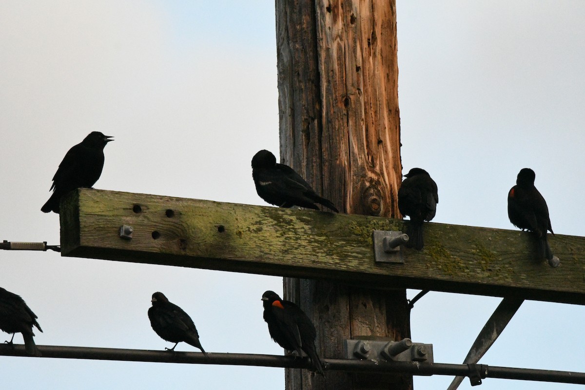 Tricolored Blackbird - ML647522901