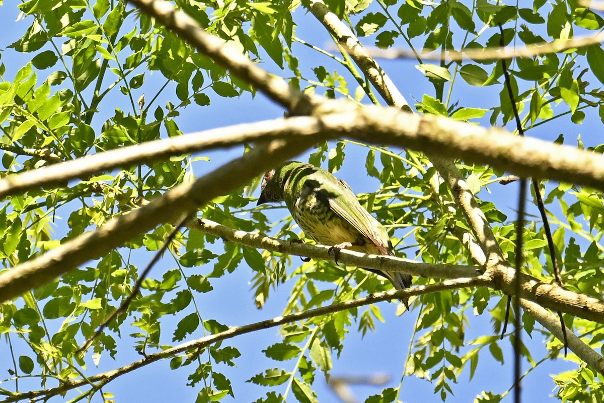 Swallow Tanager - ML647522907