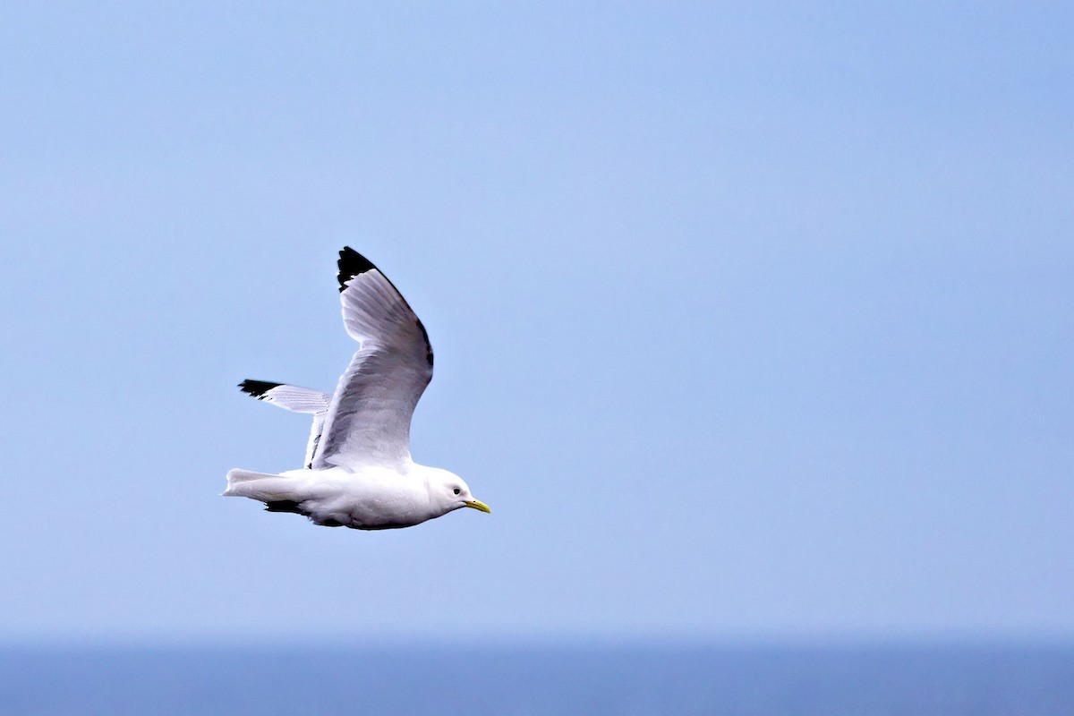 Kara Ayaklı Martı - ML647522925