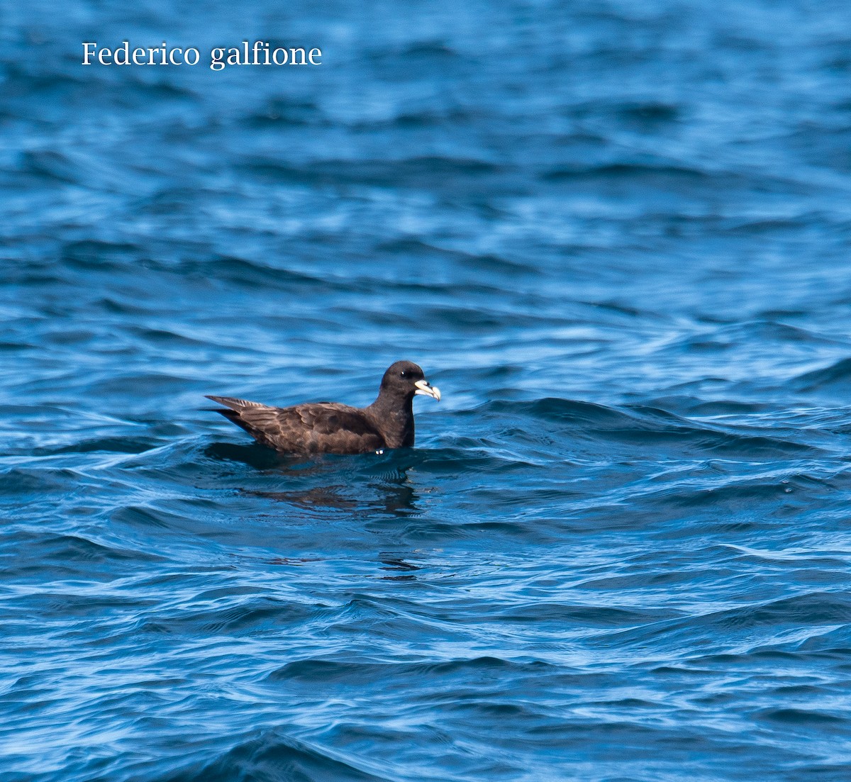 White-chinned Petrel - ML647522929