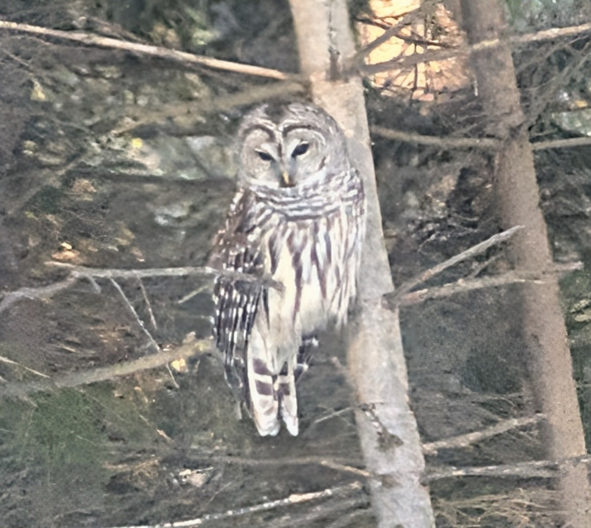 Barred Owl - ML647522944