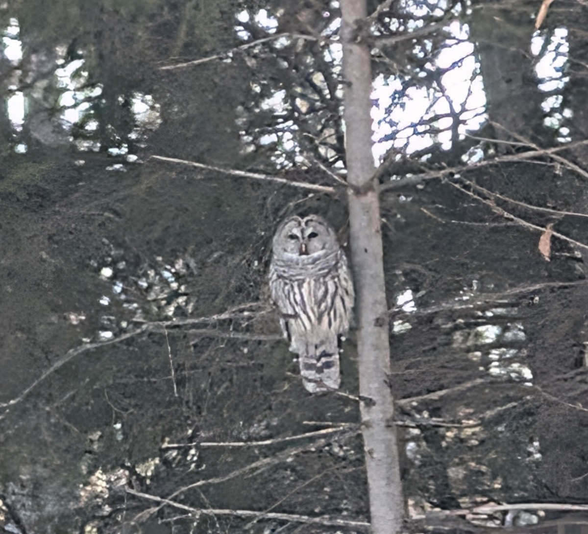 Barred Owl - ML647522945